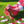 Brake Petals Toe Stops